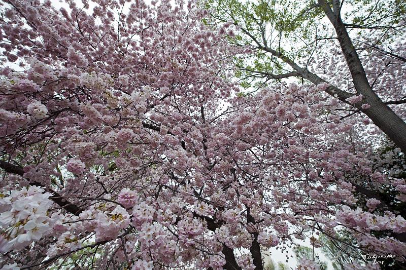 20080403_133223 D3 P.jpg - Cherry Blossom tree